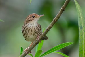 Puff-throated Babbler, A small, brown and white bird perched on a slender branch, surrounded by soft green foliage. The bird has a rounded body, with a speckled chest and a distinctive, slightly curved beak. Its head is light brown with a hint of darker streaks, and it gazes slightly upward, showcasing its large, expressive eye. 