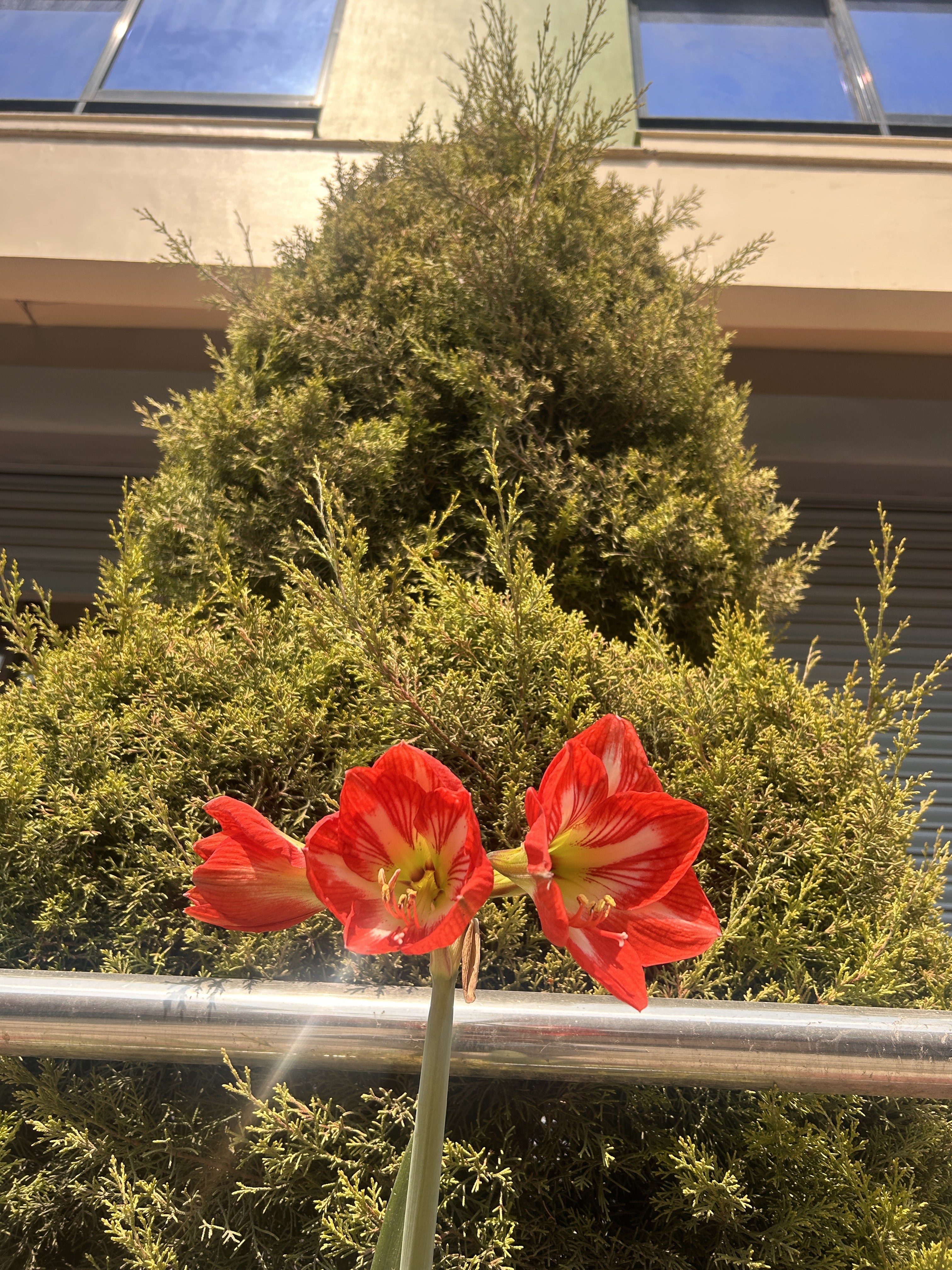 Red and white amaryllis flowers in the foreground with a lush green conifer bush in the background