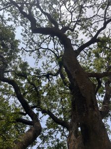 Looking up at the branches and leaves of a tall, sturdy tree against a partly cloudy sky.