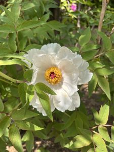 A close-up of a white peony flower surrounded by green leaves. The flower has a prominent yellow center with red details and large, delicate petals.