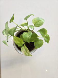 Money plant in pot on a white table.