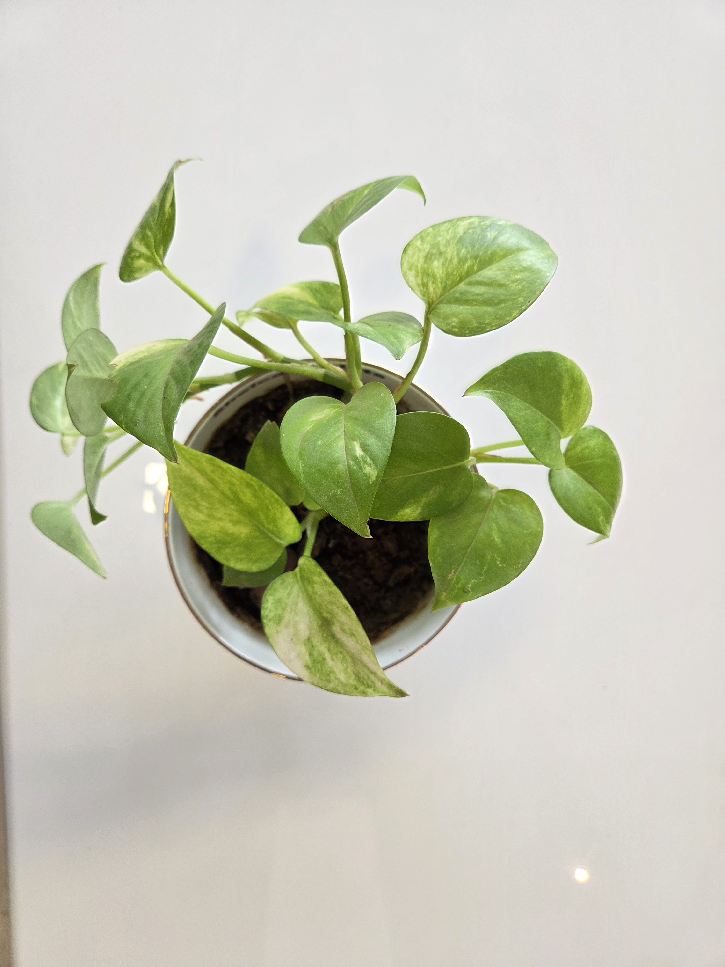 Money plant in pot on a white table.