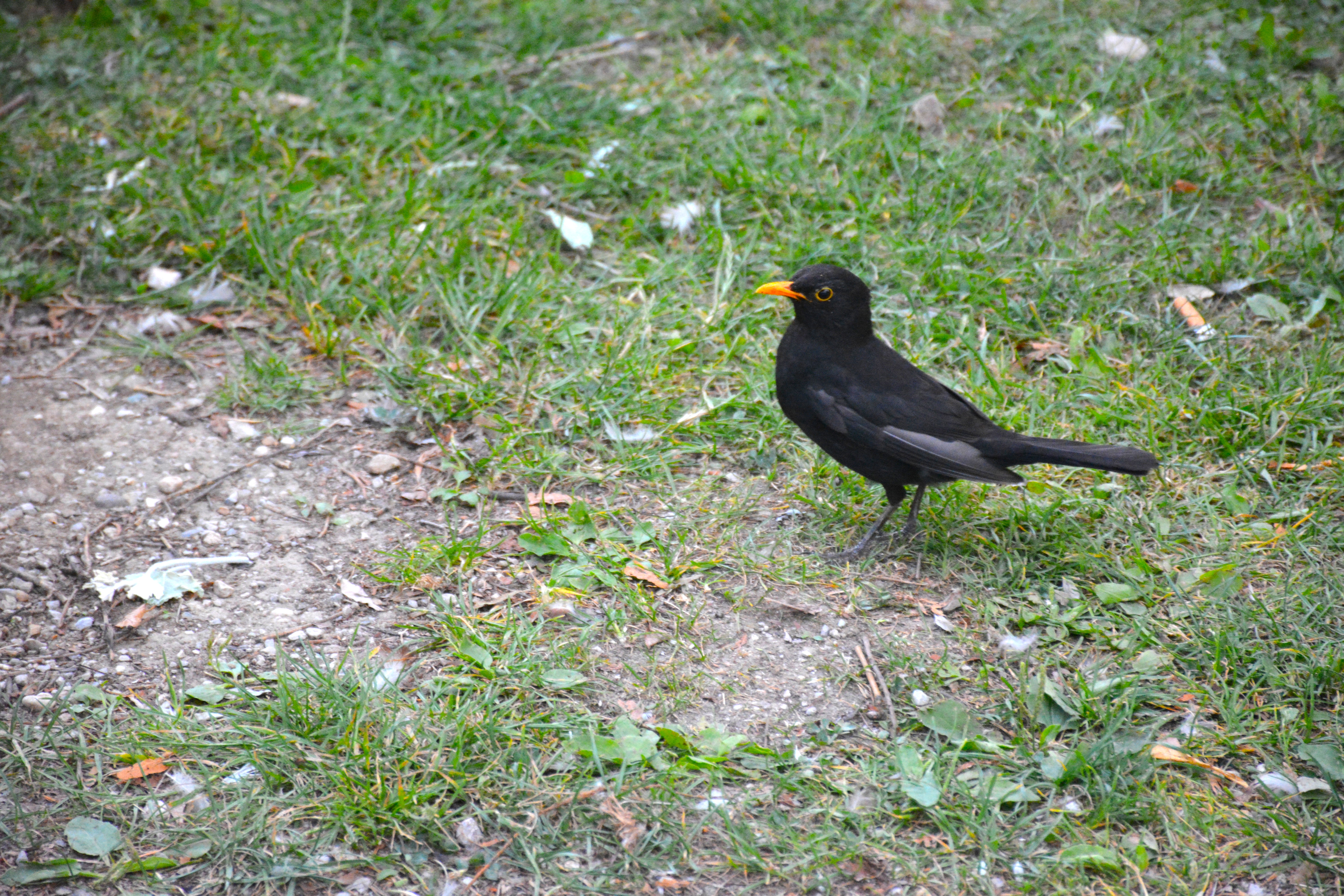 A blackbird is standing on a grassy and patchy dirt ground. The blackbird faces to the left, with its beak slightly open and its feathers appearing sleek and dark. The background consists of a mix of green grass and light-colored dirt patches. Spotted it near Lake Bled, Slovenia.