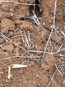 A small American bird grasshopper lying on the dirt surface, blending with its surroundings.
