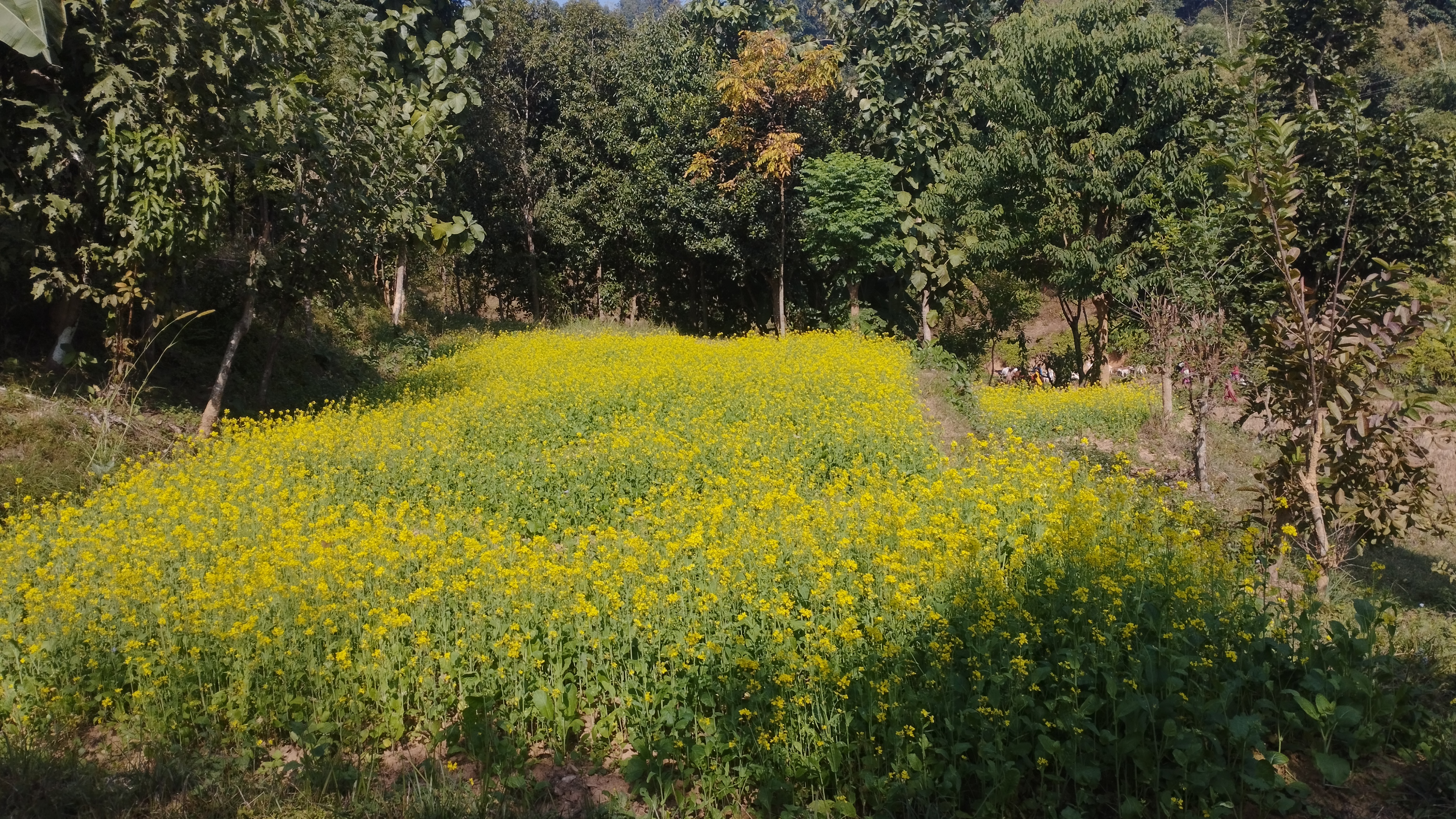 Beautiful Mustard Plant in Remote Area of Nepal