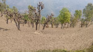 A rural, hilly landscape with sparse leafless trees and some green foliage scattered across dry, uneven terrain under a hazy sky.
