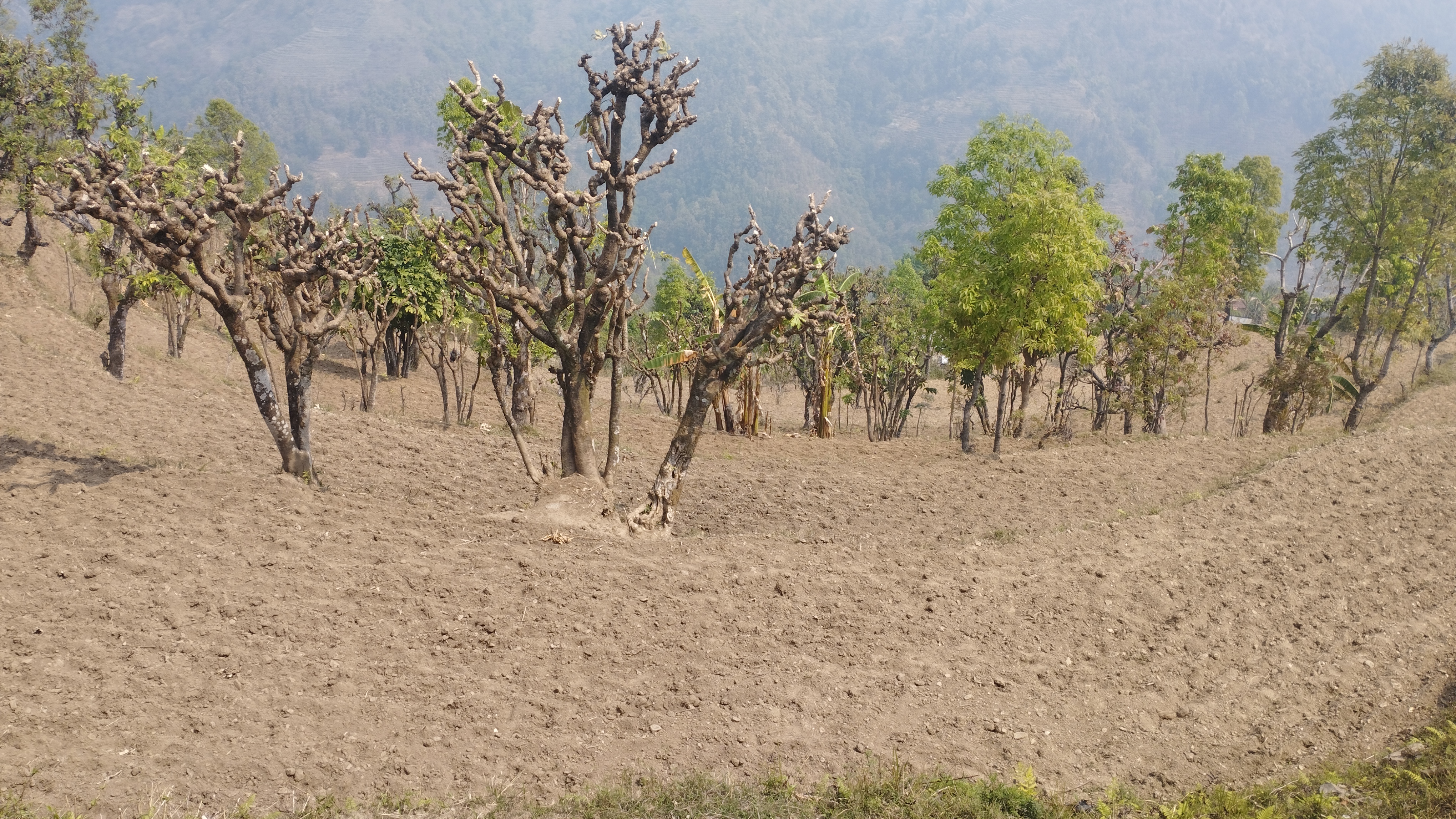 A rural, hilly landscape with sparse leafless trees and some green foliage scattered across dry, uneven terrain under a hazy sky.