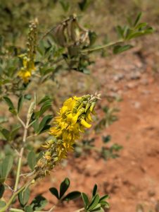 Starry yellow flowers with slushy green surrounding 