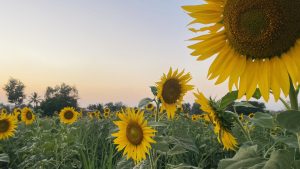 A field of sunflowers under a clear sky at sunset, with trees in the background.