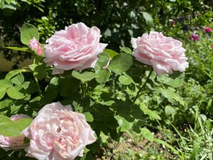 A cluster of pink roses surrounded by green leaves in a sunny garden. The flowers are in various stages of bloom, with some fully opened and others still in bud form. The soft pink petals are delicate, displaying subtle variations in color and texture against the lush greenery.