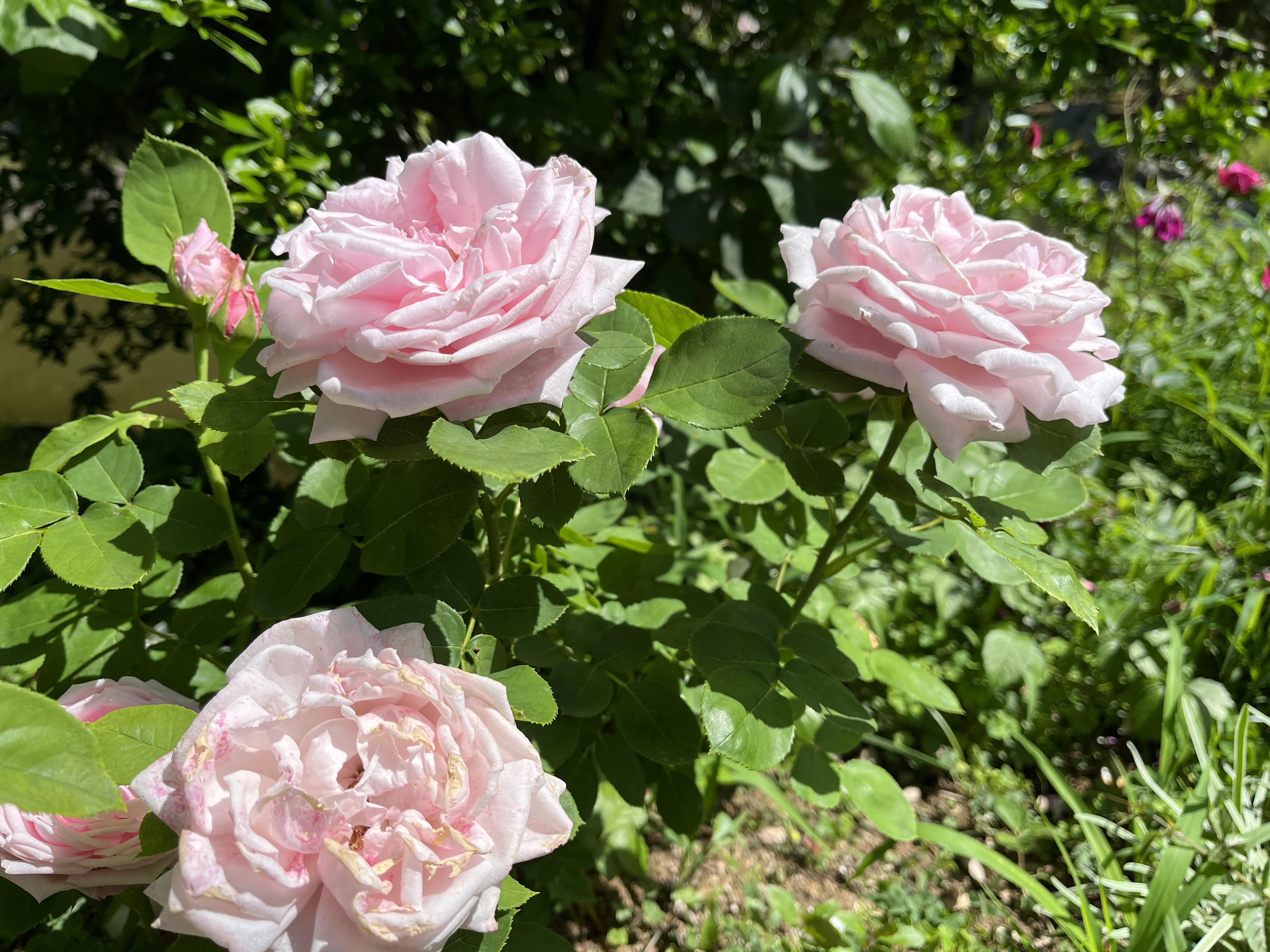 A cluster of pink roses surrounded by green leaves in a sunny garden. The flowers are in various stages of bloom, with some fully opened and others still in bud form. The soft pink petals are delicate, displaying subtle variations in color and texture against the lush greenery.
