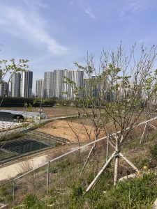 A scenic view featuring a row of young trees in the foreground, with a grassy hillside leading down to a flat area. In the background, several high-rise buildings are visible against a clear blue sky. Further back, there are fields that appear to be used for agriculture, with evidence of planting and cultivation.