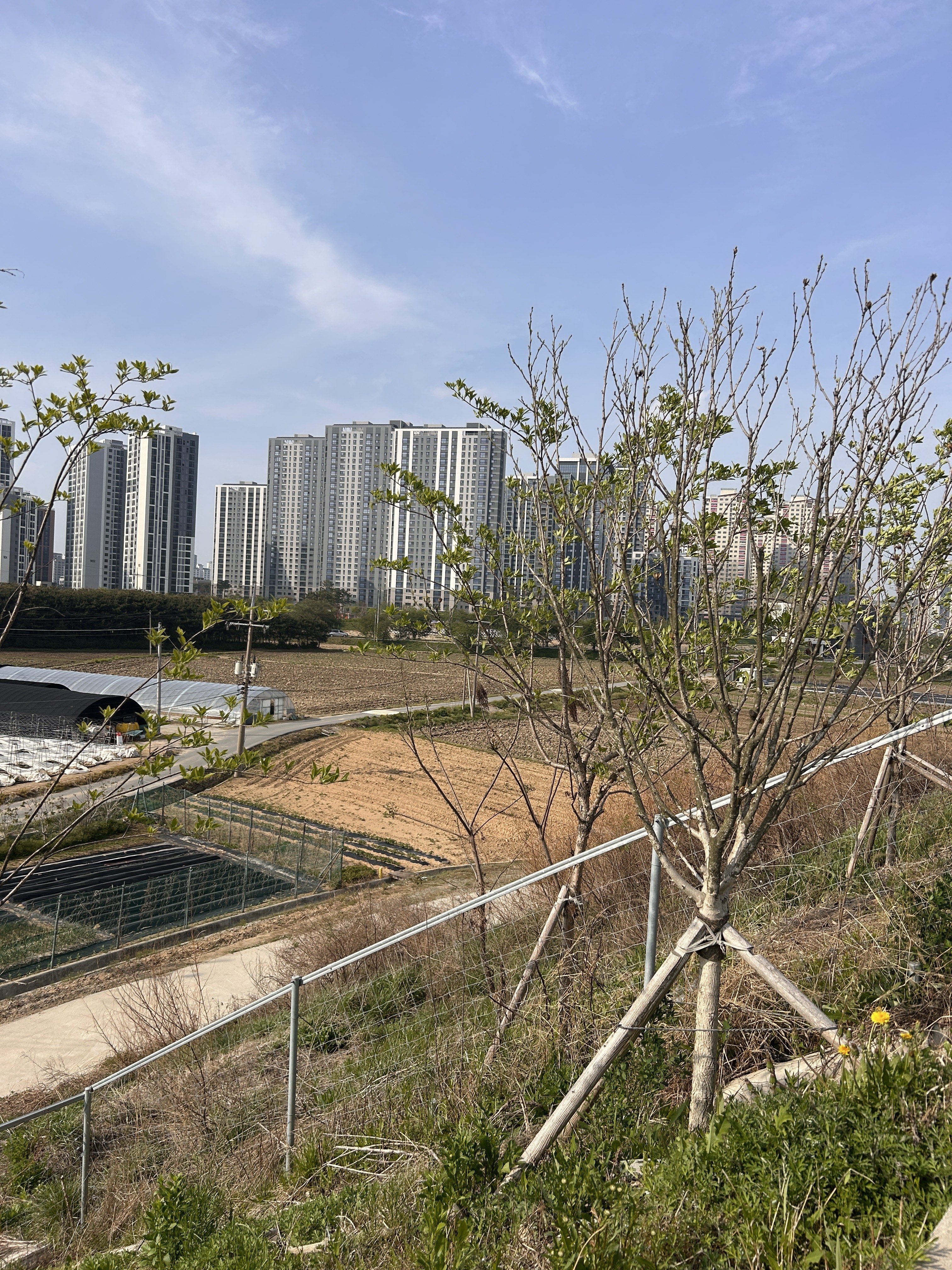 A scenic view featuring a row of young trees in the foreground, with a grassy hillside leading down to a flat area. In the background, several high-rise buildings are visible against a clear blue sky. Further back, there are fields that appear to be used for agriculture, with evidence of planting and cultivation.