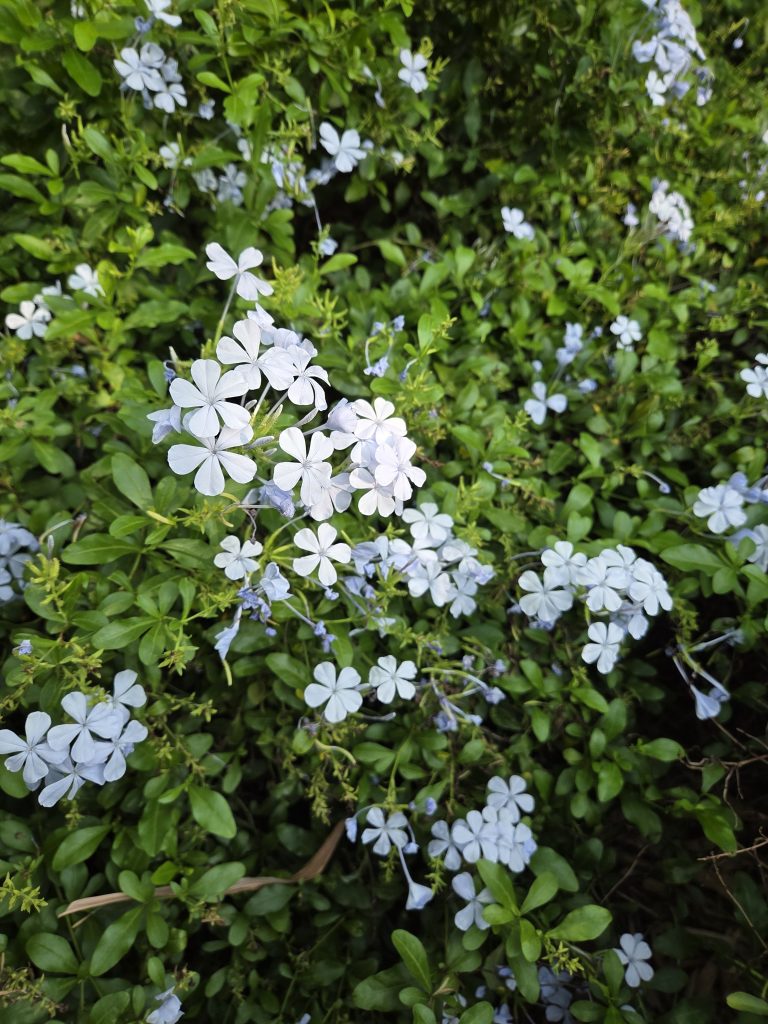 A close-up view of delicate light blue and white flowers blooming amidst vibrant green leaves. The flowers have five petals arranged symmetrically, some clustered together, creating a lush, floral backdrop.