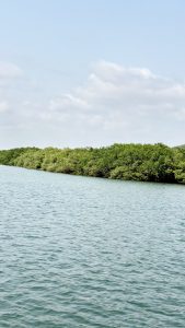 A serene landscape featuring a calm body of water with gentle ripples, bordered by a dense line of green mangrove trees under a partly cloudy sky.