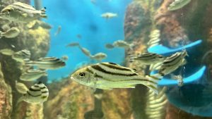 Striped silver fish swimming in a blue aquarium with rocks and other fish in the background.