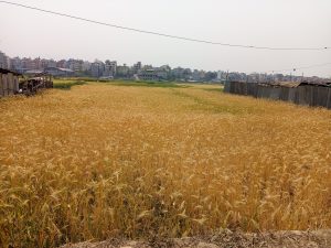 A field of golden wheat ready for harvest, bordered by simple metal and wooden structures on both sides. In the background, a densely built urban area with numerous buildings under a hazy sky.