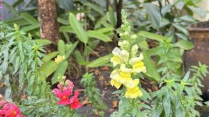 A garden scene with yellow and pink snapdragon flowers in the foreground, surrounded by lush green foliage and a tree trunk in the background.
