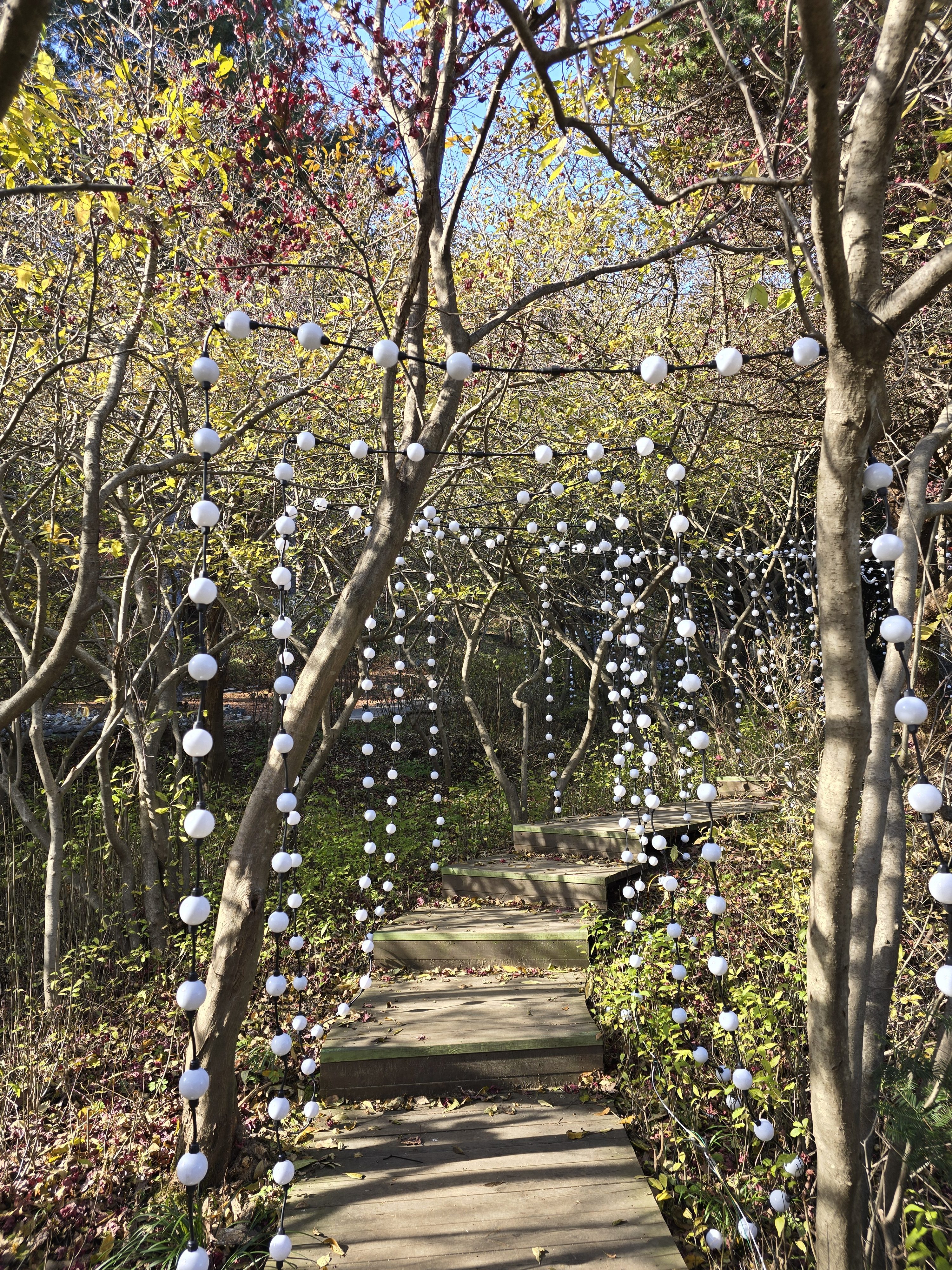 A wooden pathway in a garden is surrounded by trees adorned with strings of white round lights, creating a whimsical atmosphere. The ground is covered with fallen leaves, and the trees have sparse foliage, indicating a season of transition.