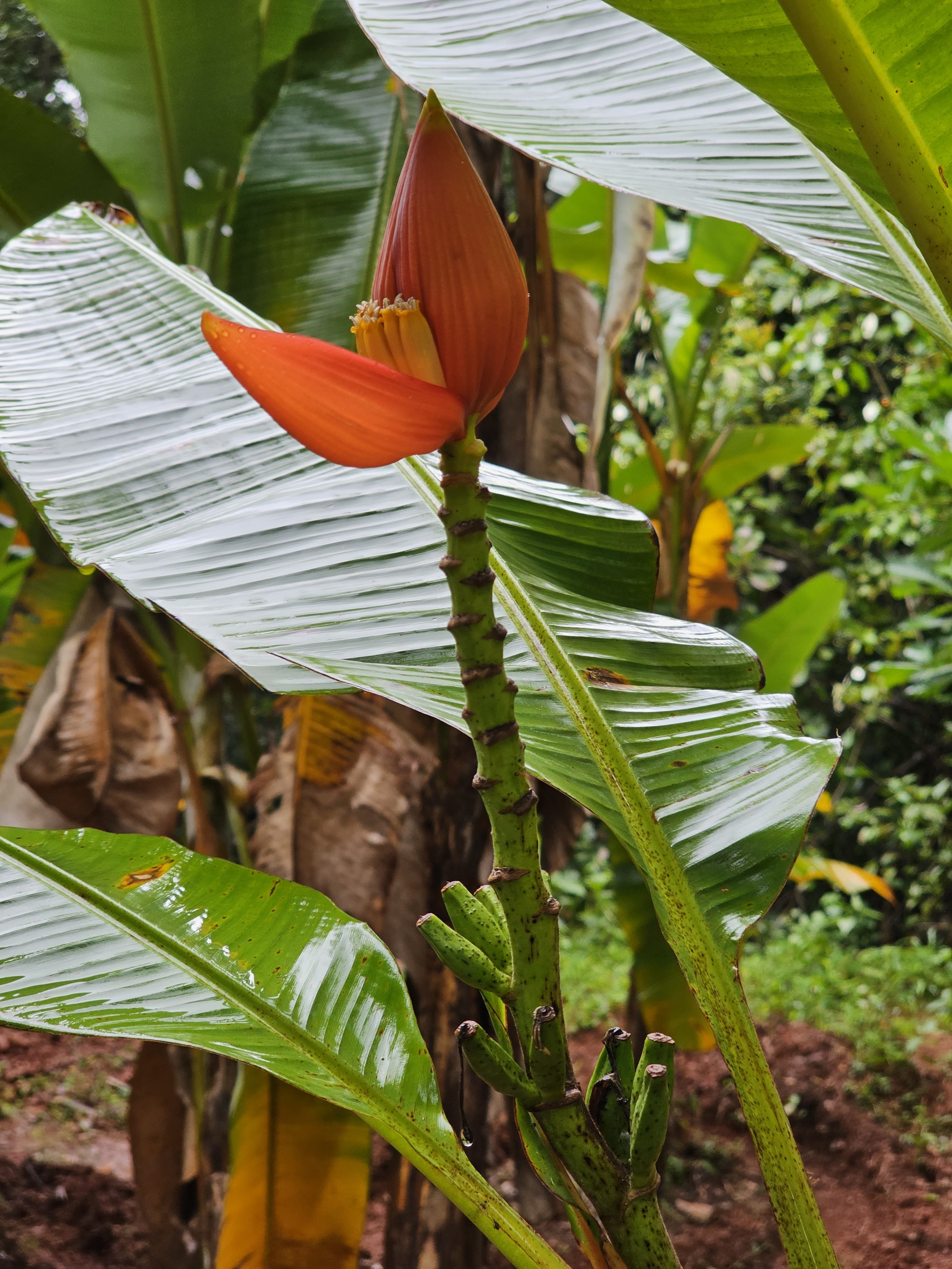 A banana flower, specifically likely a Musa laterita or ornamental banana, is characterized by its vibrant orange-red bracts and small bananas emerging below the flower. The plant is set against a backdrop of lush, green banana leaves. Spotted it at Malabar Botanical Garden, Kozhikode, Kerala.