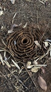 A close-up of a termite mound on the ground, featuring a spiral structure with concentric rings. The mound is surrounded by dry leaves, twigs, and scattered plant debris.
