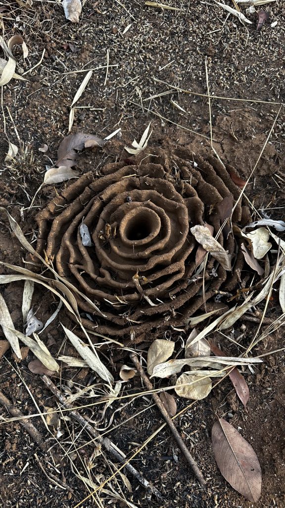 A close-up of a termite mound on the ground, featuring a spiral structure with concentric rings. The mound is surrounded by dry leaves, twigs, and scattered plant debris.