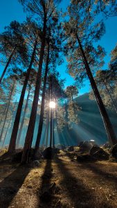 Tall trees in a forest with sunlight streaming through the branches, casting long shadows and creating visible rays of light on the forest floor.