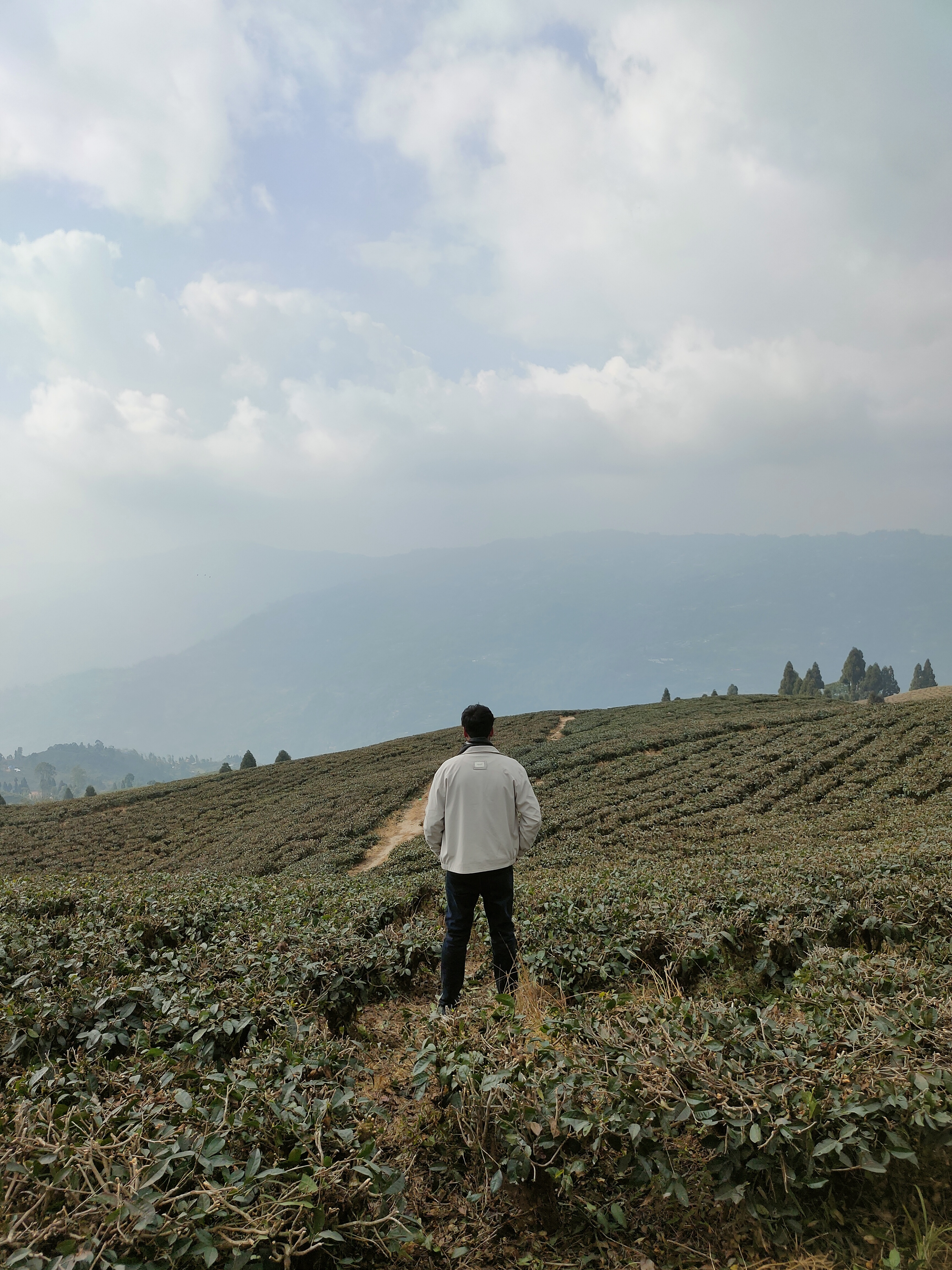 A person in a white jacket stands in a vast tea plantation, looking towards a hilly landscape under a cloudy sky.