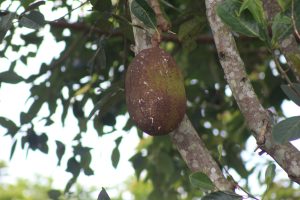 A roughly medium grown Jackfruit on the tree almost ready for Harvest.