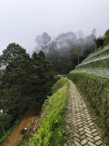 A narrow, winding stone path leads through lush greenery and terraced hillsides on a foggy day. Tall trees rise from the thick mist, creating a serene and mysterious atmosphere.