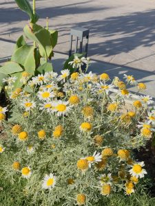A cluster of white daisies with yellow centers growing in a garden. Some leaves have brown edges, and there is a gray cube-like lantern in the background. The ground is paved with stones casting shadows.
