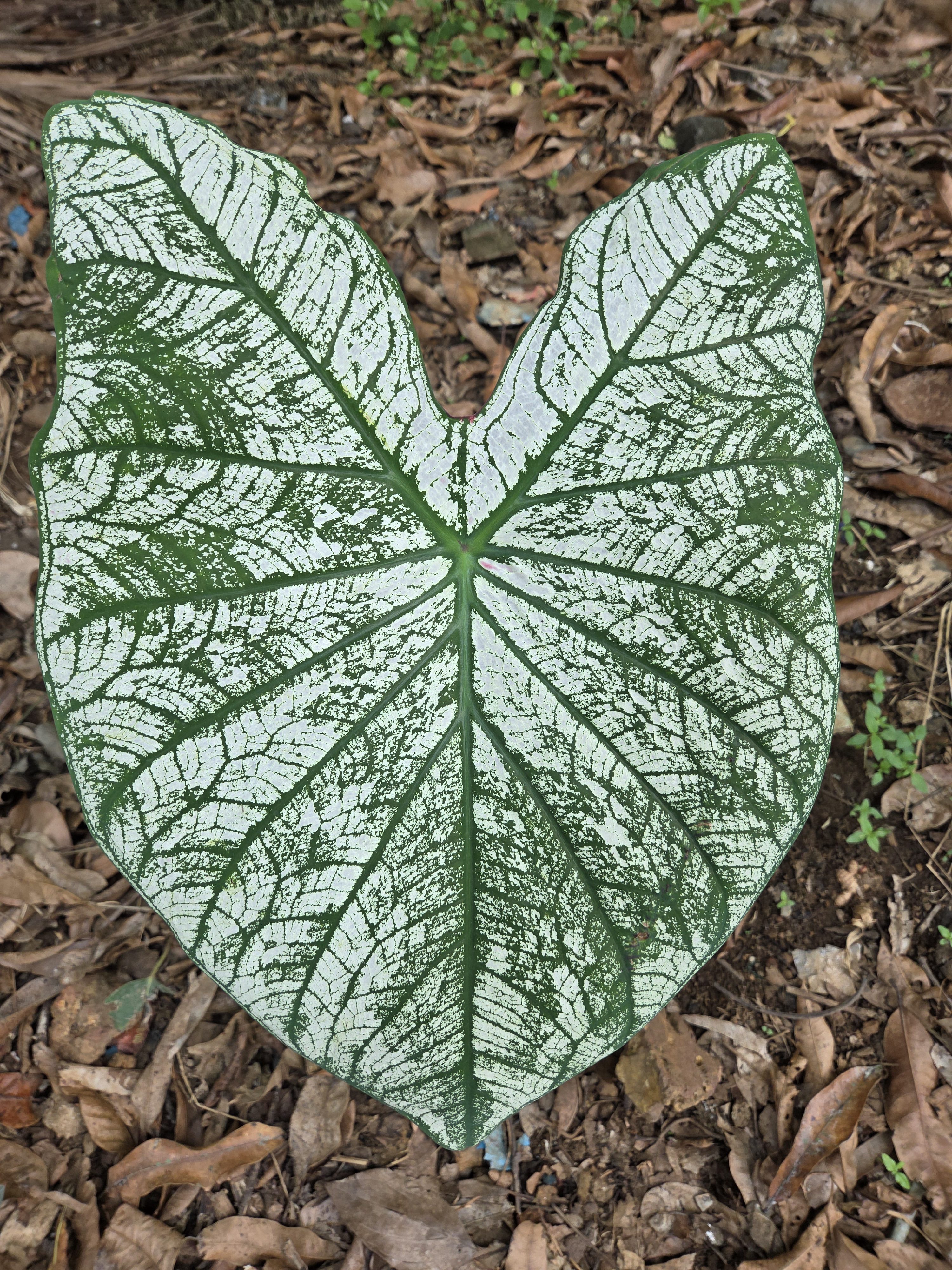A large, green and white variegated Caladium leaf with distinct veins is displayed prominently against a backdrop of dry leaves and earth.