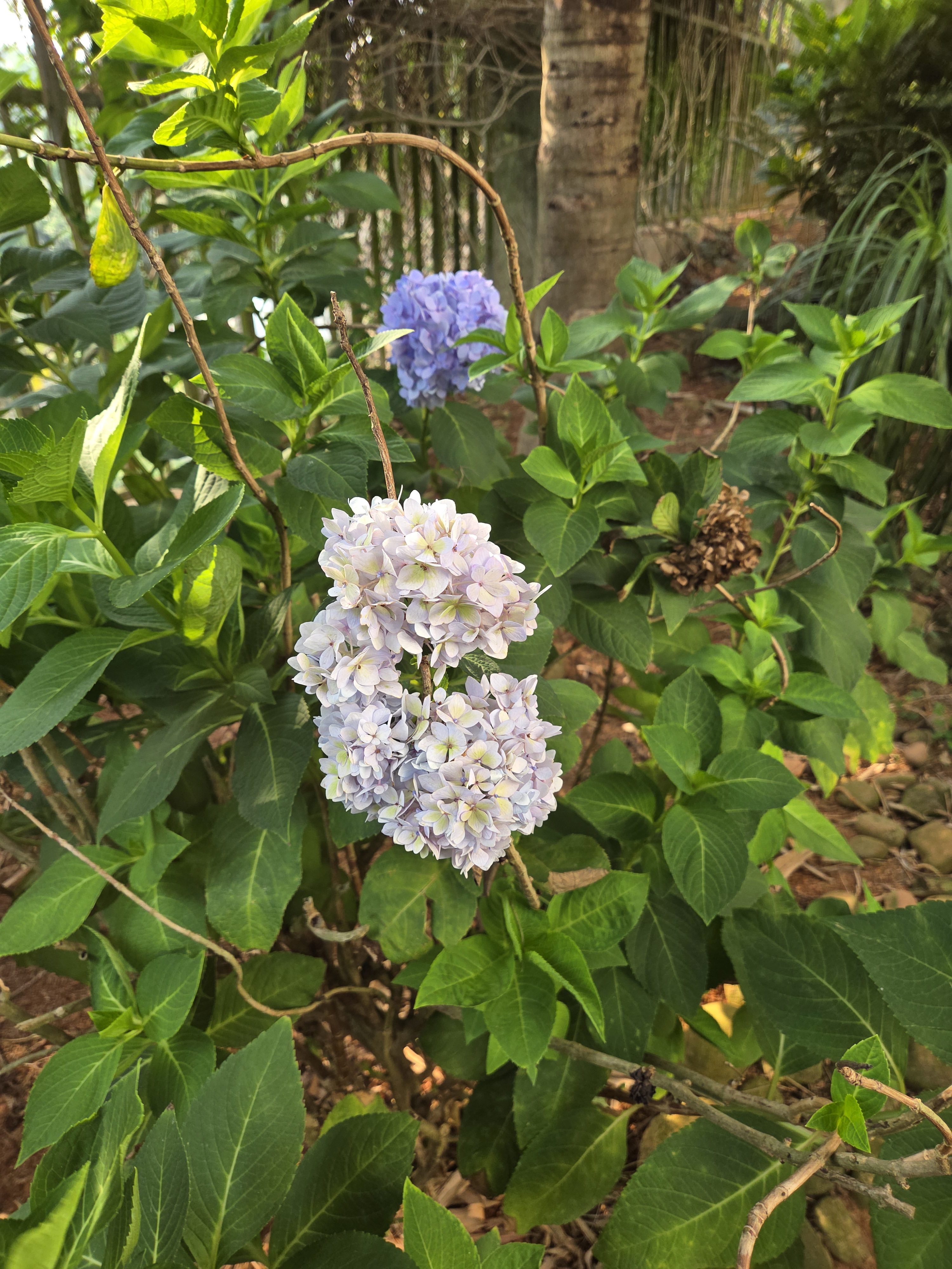 A cluster of light purple hydrangea flowers hangs among green leaves, with a second cluster of blue hydrangea flowers visible in the background. The scene is set in a garden with natural greenery and a hint of a textured brown trunk from a nearby tree.