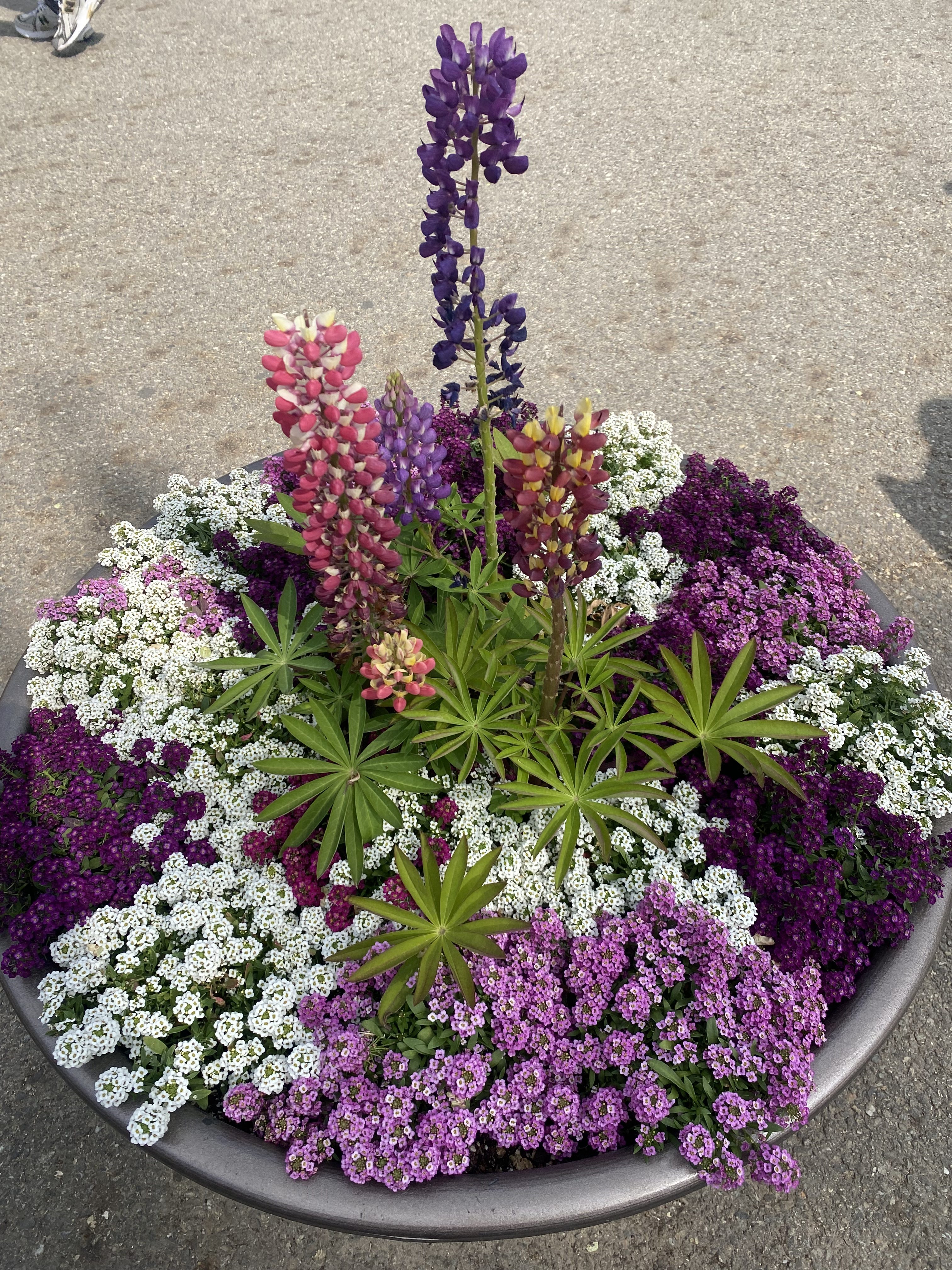 A round planter filled with a vibrant array of flowers, including tall purple and pink lupines at the center. Surrounding them are clusters of smaller flowers in shades of white, purple, and pink, interspersed with green foliage.