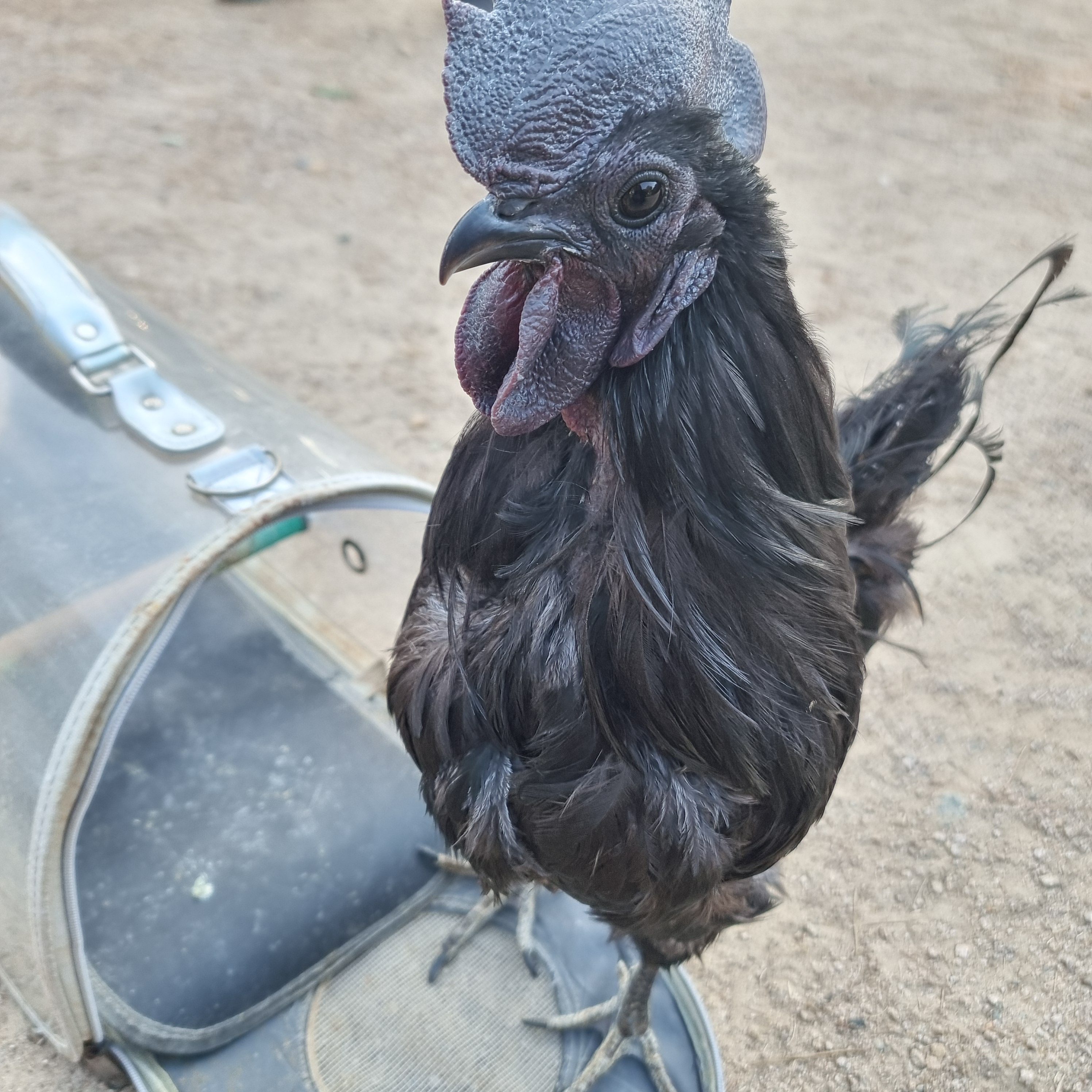 Companion animal, Black chicken, rooster, name: mogu. Closeup of the rooster's head.