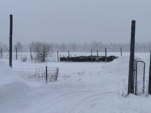 Cows in a snowy field, huddled together for warmth.
