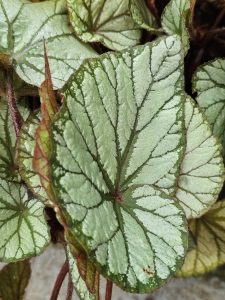 A close-up of Begonia rex leaves, characterized by their textured surfaces and intricate vein patterns. The leaves display a mix of silver-green and darker green hues, with some edges showing reddish-brown tones. Captured from my cousin’s garden in Kozhikode, Kerala.
