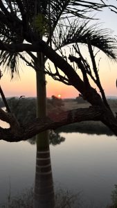 Silhouette of tree branches and leaves against a sunset background, with a view of a calm body of water and distant trees on the horizon.
