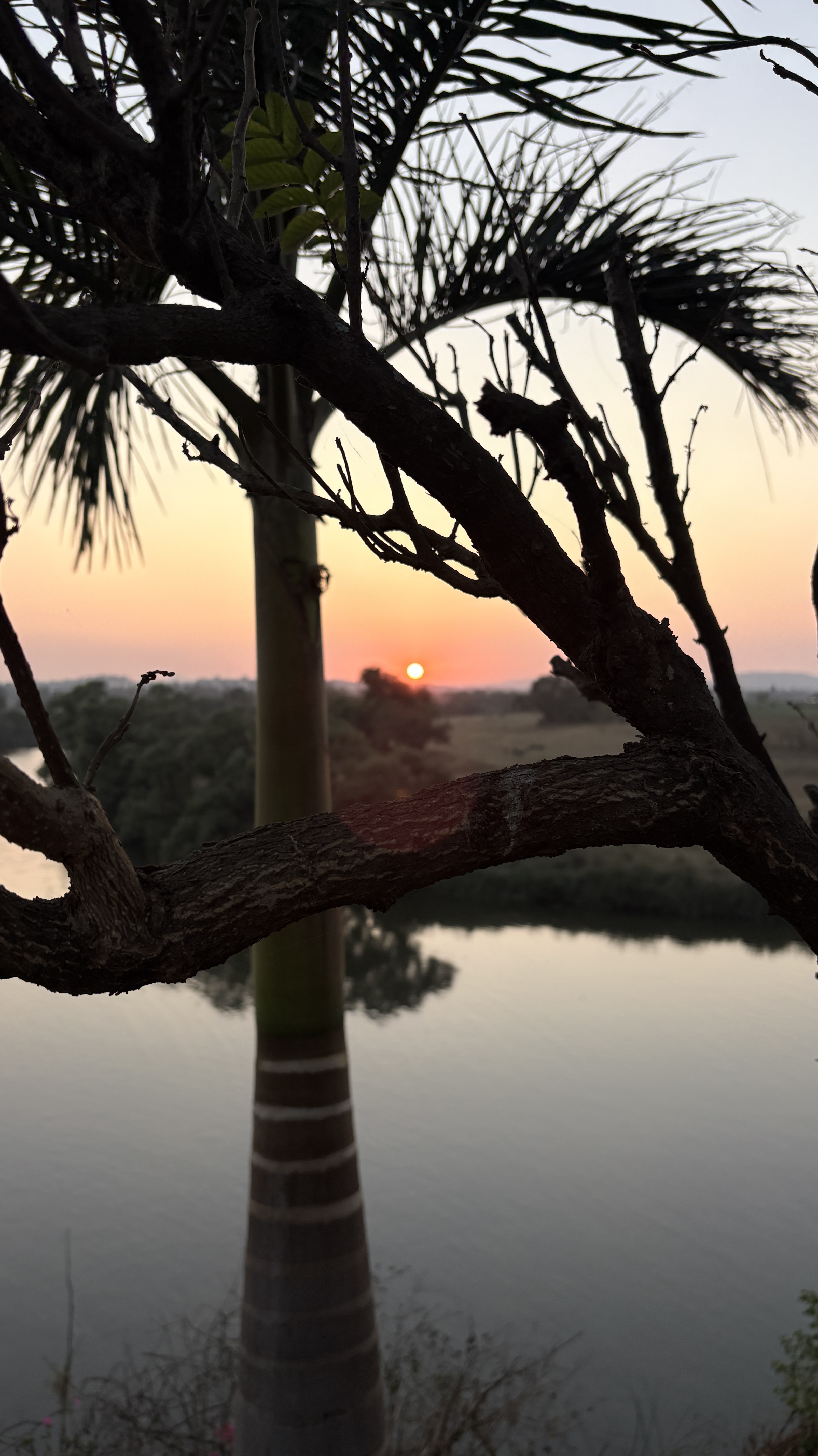 Silhouette of tree branches and leaves against a sunset background, with a view of a calm body of water and distant trees on the horizon.