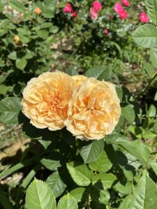 A close-up view of two large, full, peach-colored roses blooming together on a green leafy stem. Soft sunlight illuminates the delicate petals, highlighting their intricate layers and textures. In the background, blurred pink roses and green foliage create a vibrant garden backdrop.