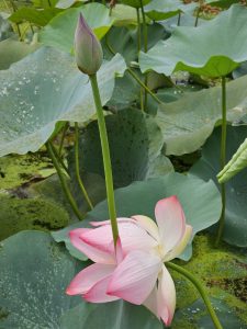 A pink lotus flower in bloom with a closed lotus bud standing tall beside it, surrounded by large, green lotus leaves. The scene is set in an aquatic environment, with some algae visible in the water, suggesting a natural and serene setting. Spotted it at Malabar Botanical Garden, Kozhikode, Kerala. 
