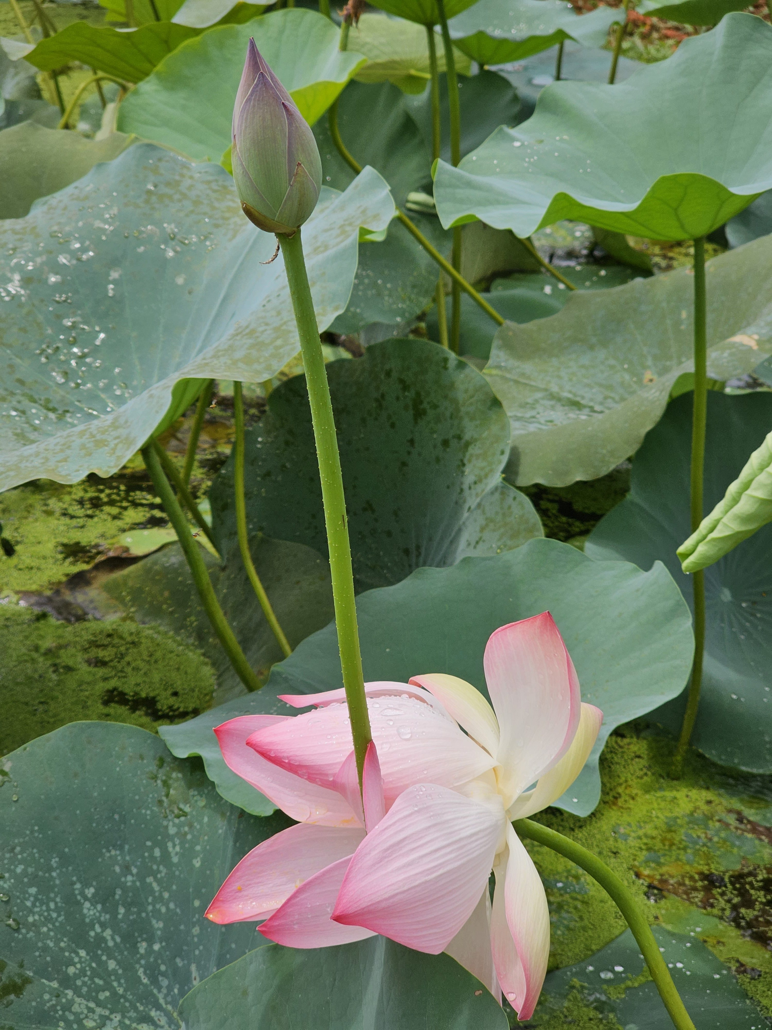 A pink lotus flower in bloom with a closed lotus bud standing tall beside it, surrounded by large, green lotus leaves. The scene is set in an aquatic environment, with some algae visible in the water, suggesting a natural and serene setting. Spotted it at Malabar Botanical Garden, Kozhikode, Kerala.