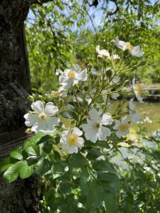 Rose flower with green leaves under the blue sky 