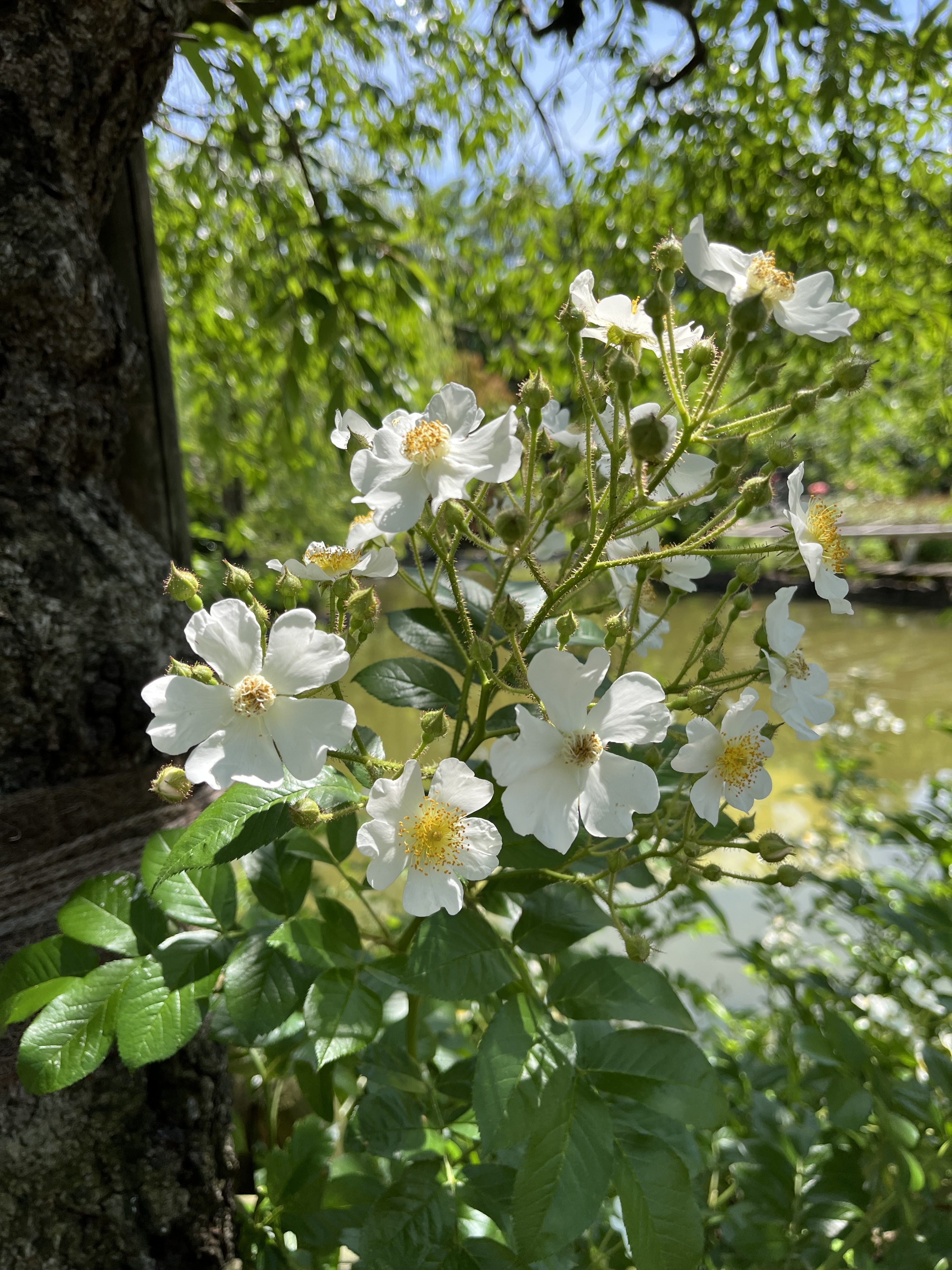 Rose flower with green leaves under the blue sky