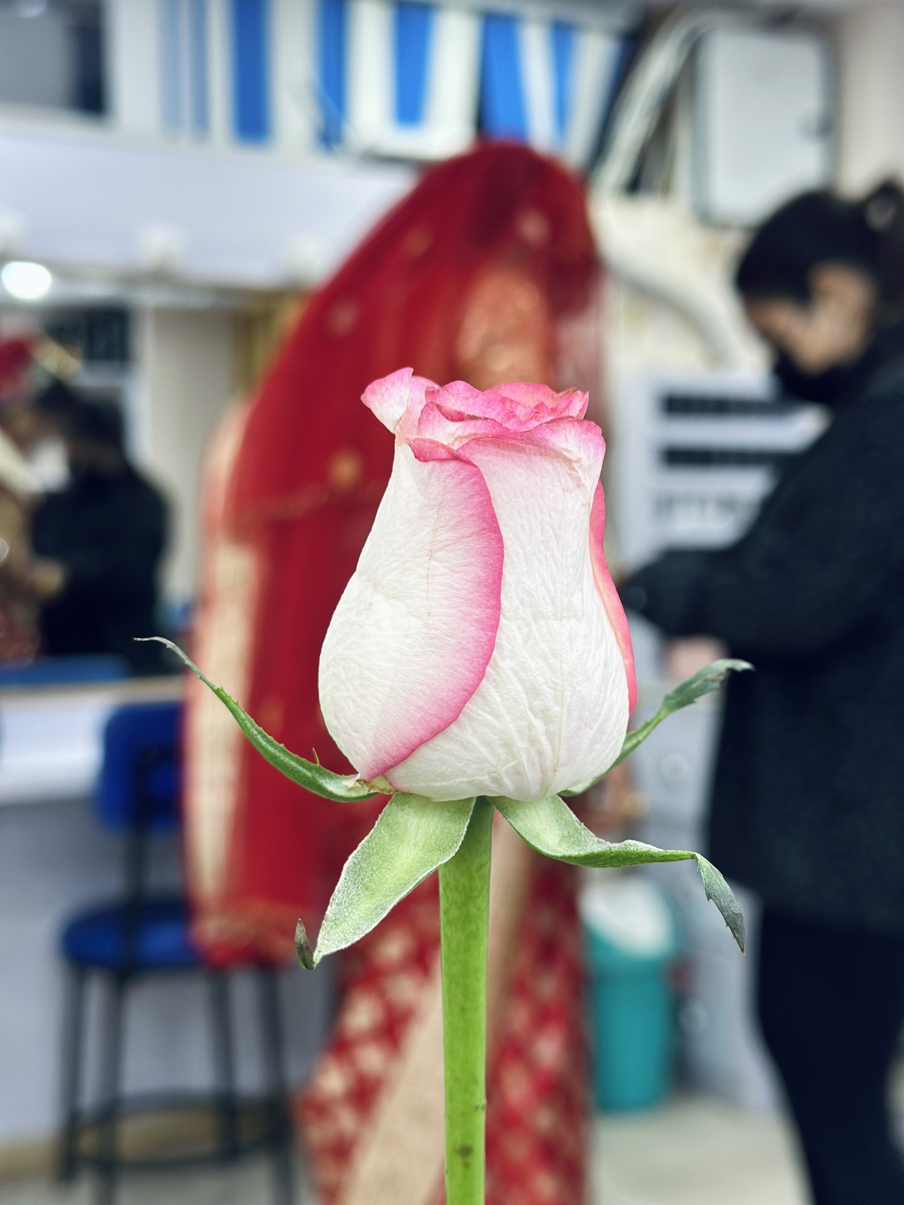 A close-up of a pink and white rosebud.