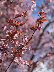 A close-up of a branch with pink blossoms and reddish-brown leaves against a blurred background of more blossoms and blue sky.
