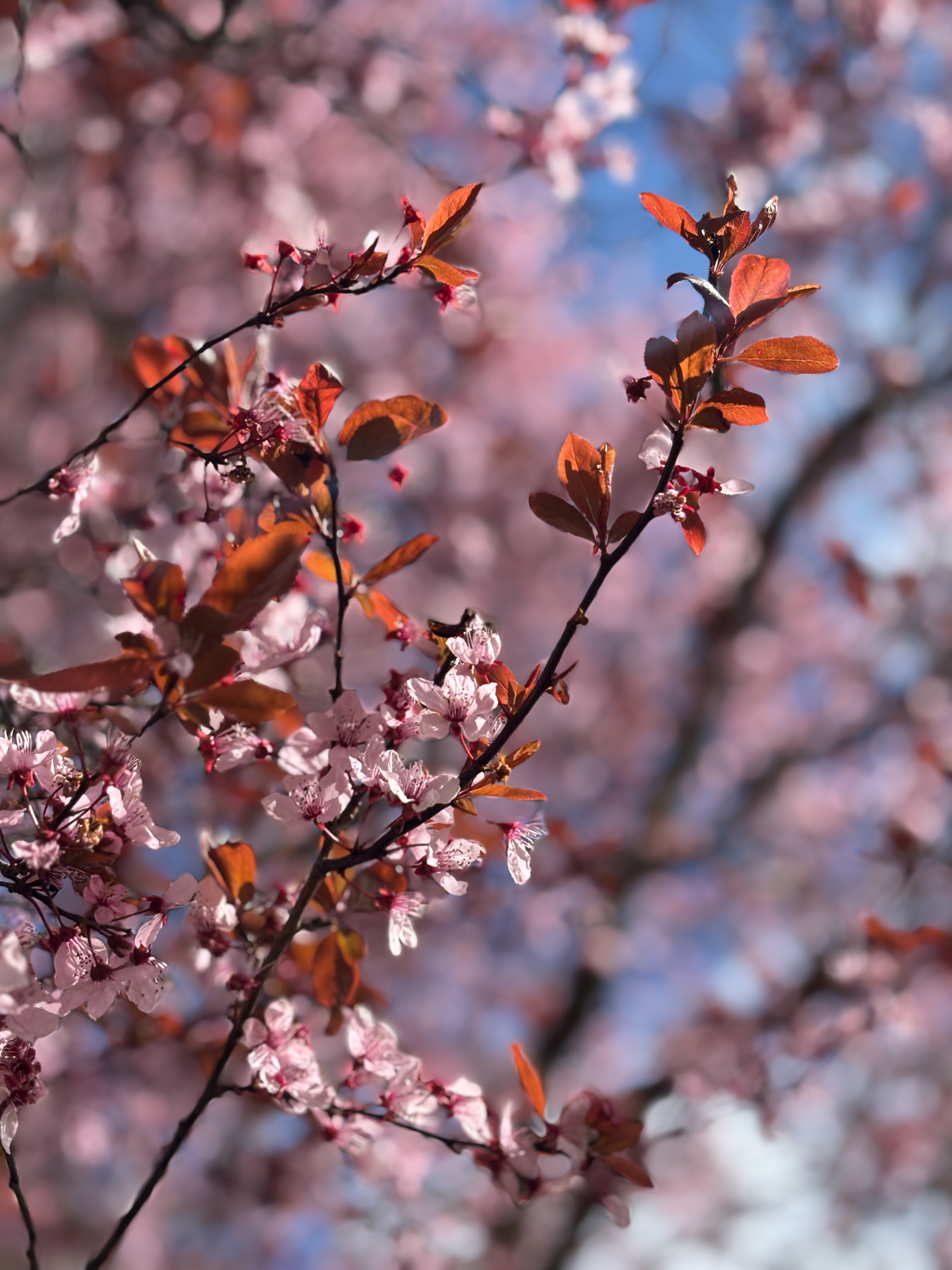 A close-up of a branch with pink blossoms and reddish-brown leaves against a blurred background of more blossoms and blue sky.