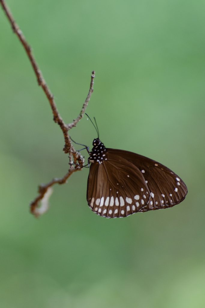 Common Crow Butterfly, A brown butterfly with white spots is perched on a thin twig, with a softly blurred green background creating a serene atmosphere. The butterfly’s wings are open, displaying intricate patterns and textures.