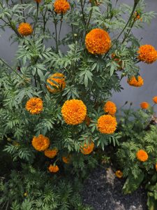 Orange marigold flowers blooming on green foliage against a light-colored wall.
