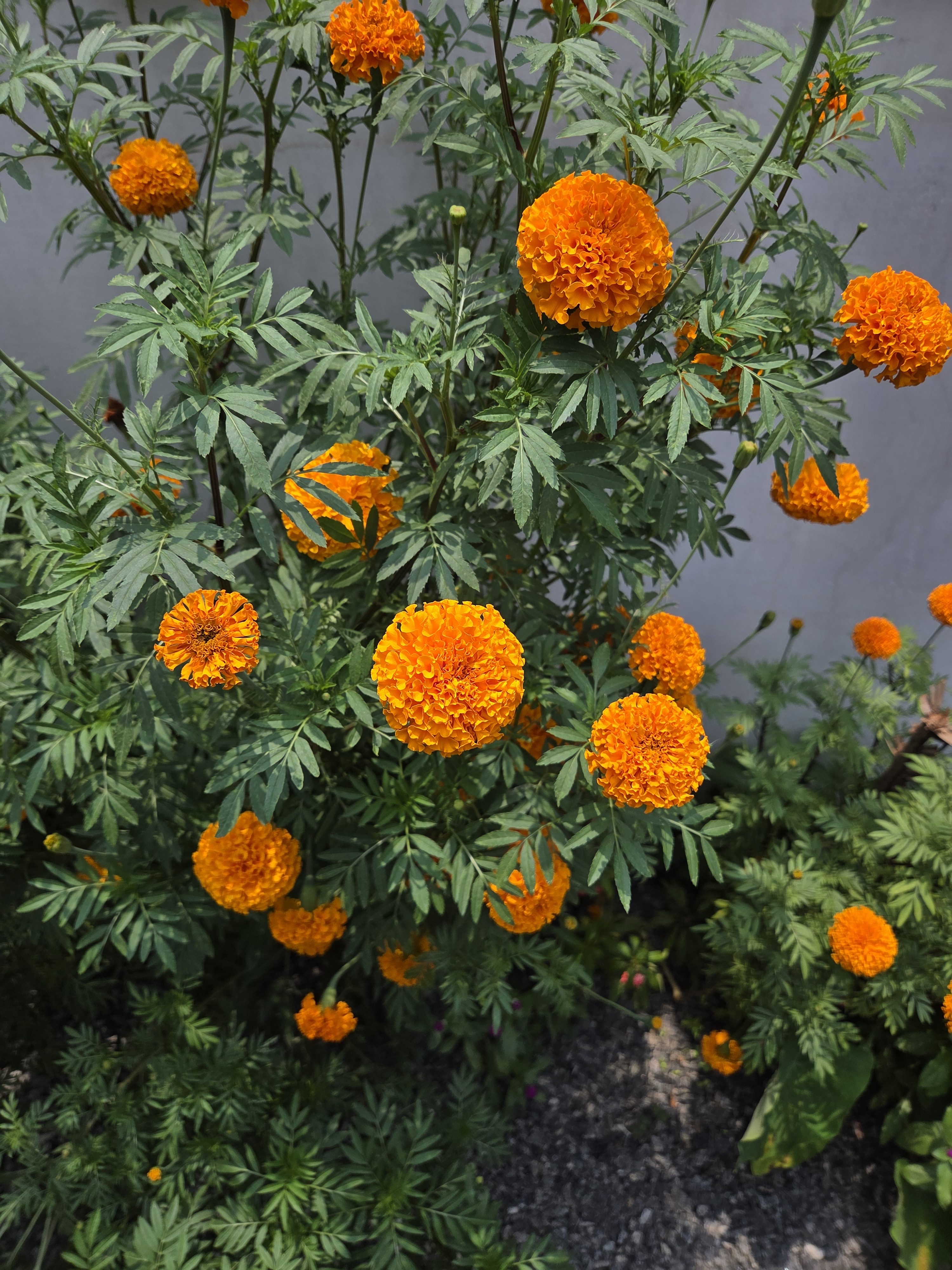 Orange marigold flowers blooming on green foliage against a light-colored wall.